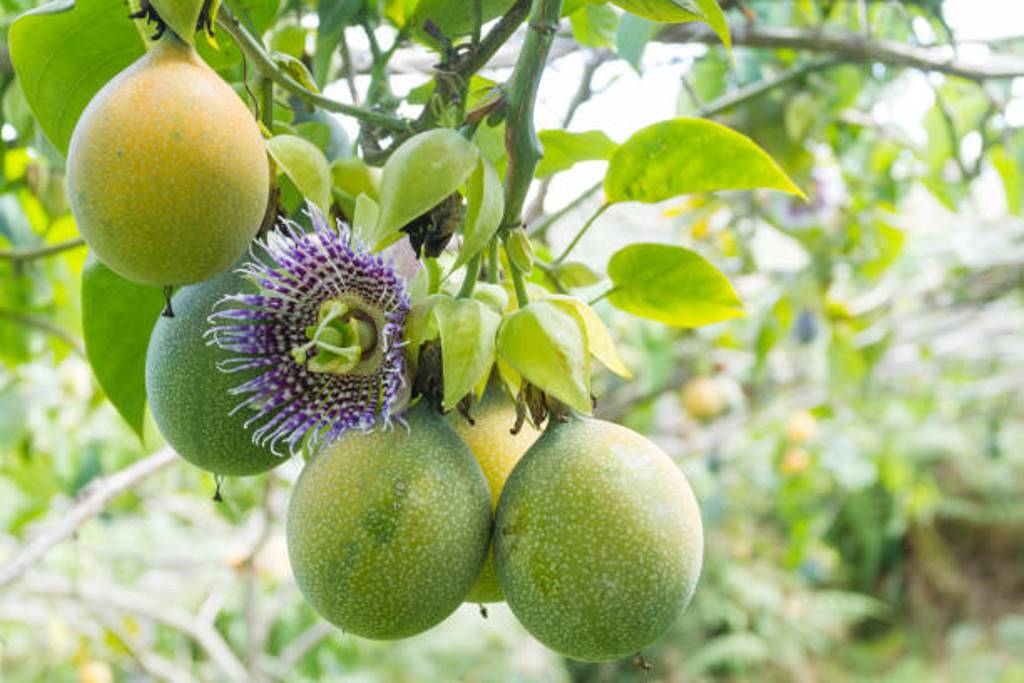 Different passion fruits and Health benefits