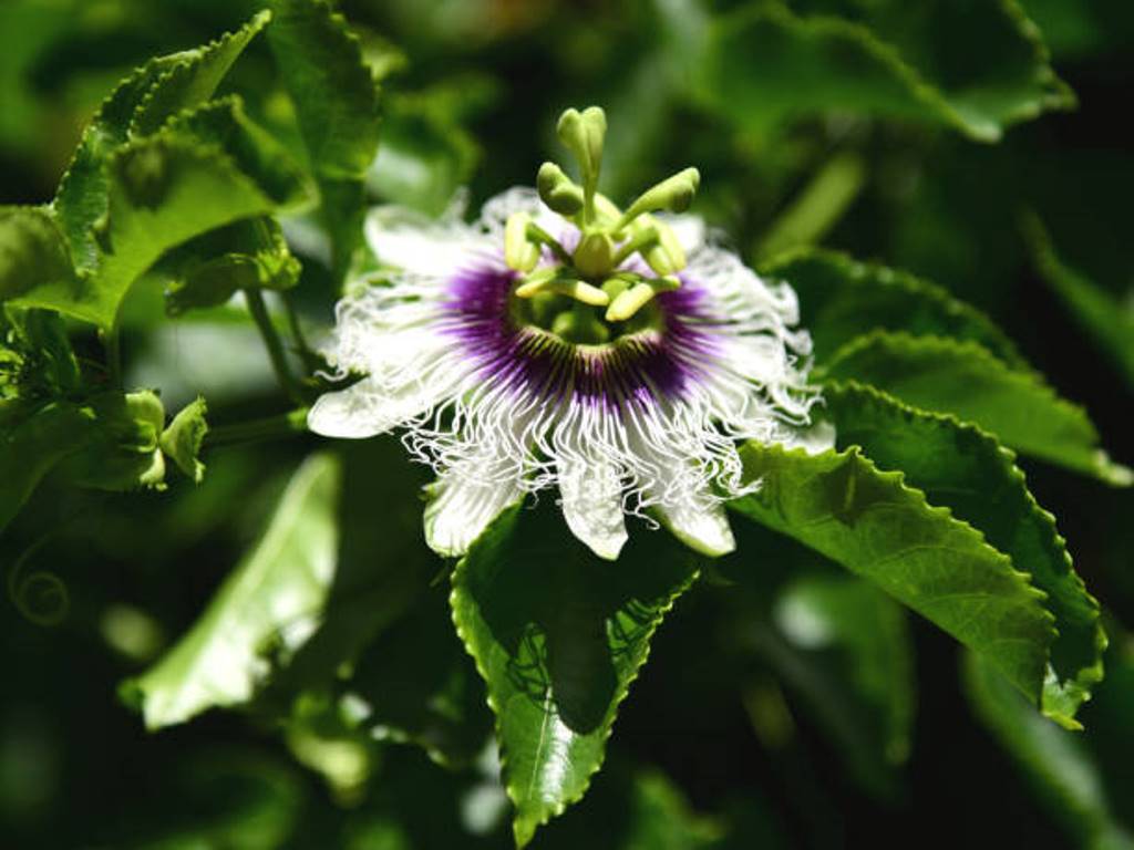 Passion fruit leaves for diabetes and cholesterol