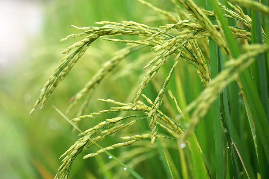 Crop Insurance: 30 crore compensation sanctioned