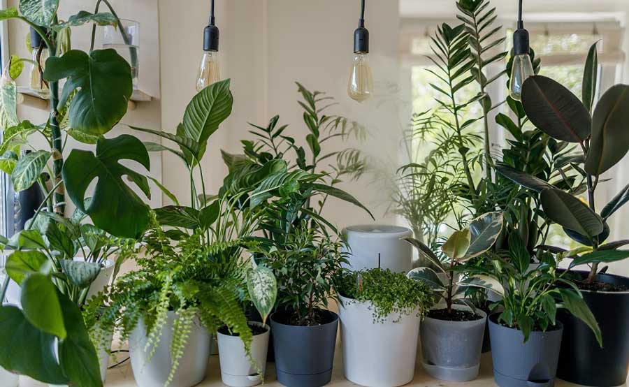 Some tips to prevent indoor plants from wilting