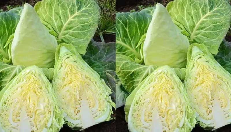 Cultivation method of Murdoc Cabbage