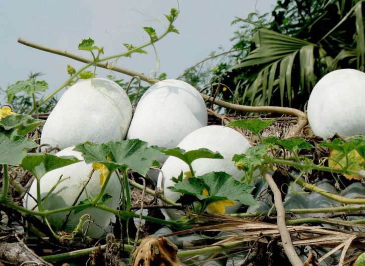 White gourd