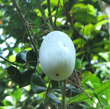 White gourd