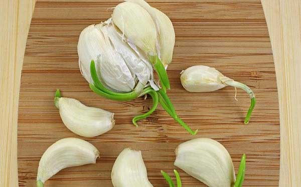 Health benefits of sprouted garlic habit!