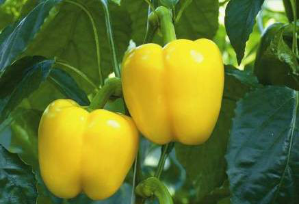 yellow capsicum