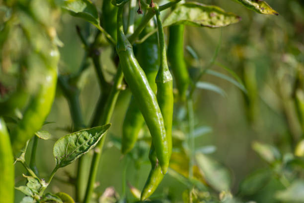 Do you like chilli? Know the health benefits