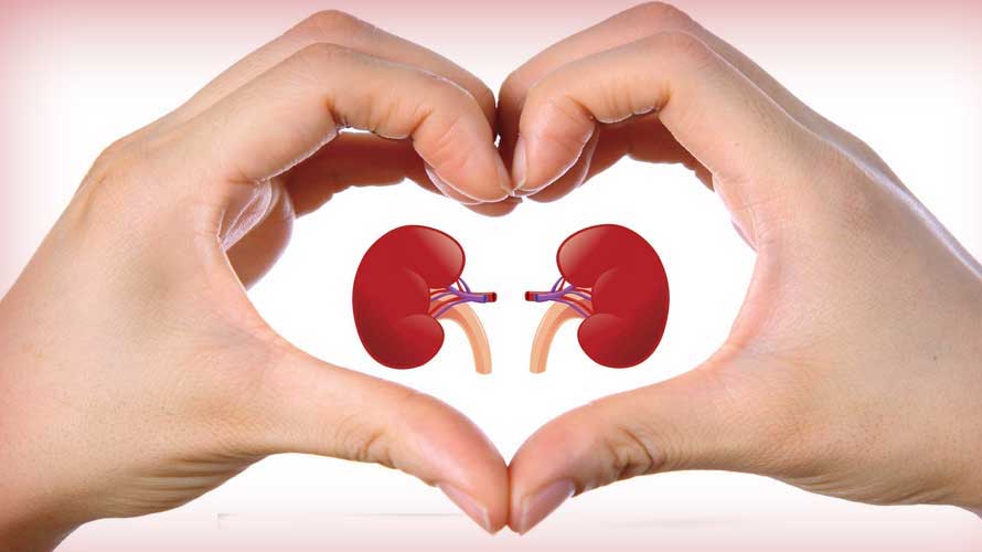 How to maintain kidney health?