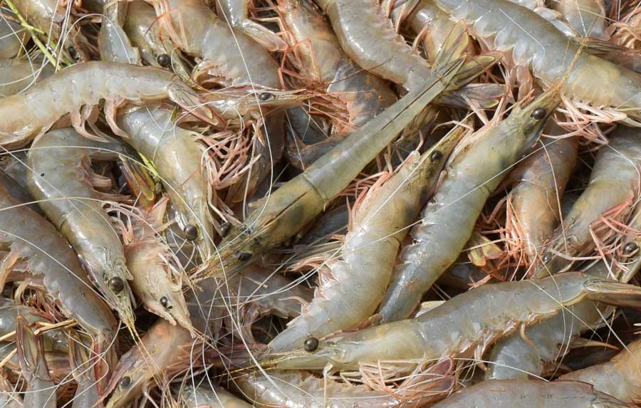 How to do profitable shrimp farming