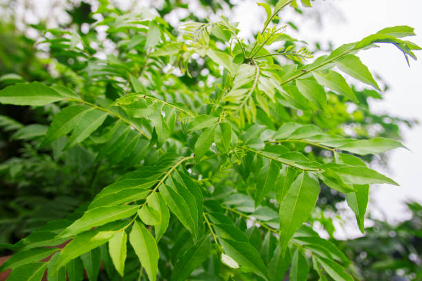 This fertilizer can be used to grow curry leaves well