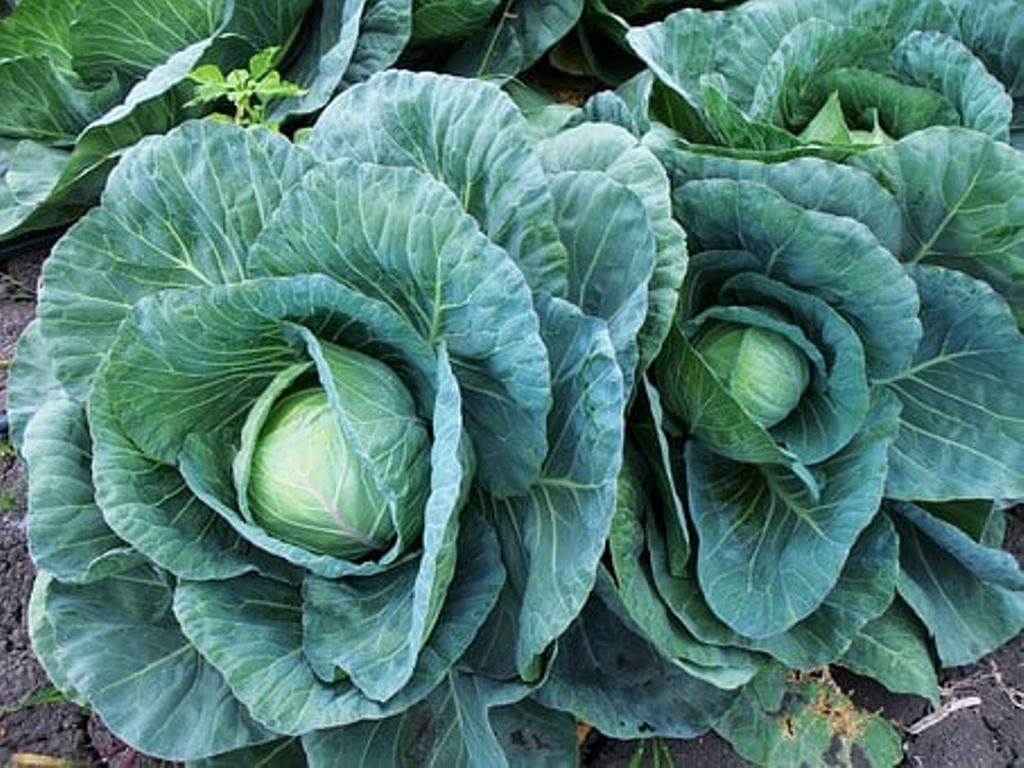 Cabbage cultivation can be done at home; Farming methods