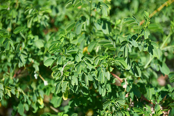 The medicinal benefits of moringa