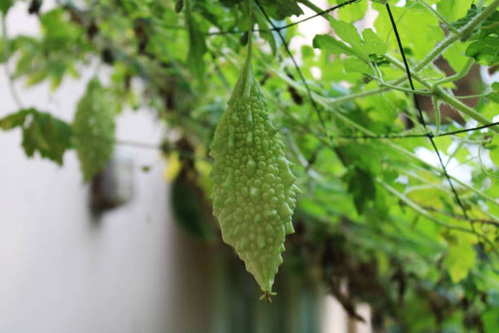 Bitter gourd cultivation methods and health benefits
