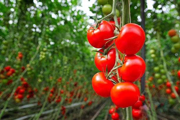 Tomatoes are also side effects, if consumed in excess