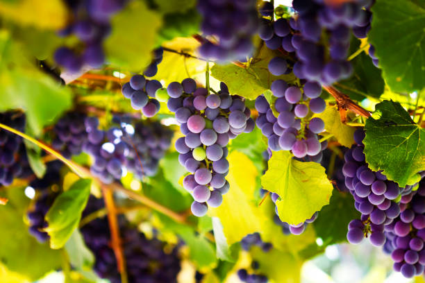 Helps control diabetes and sleep; Know the health benefits of black grapes