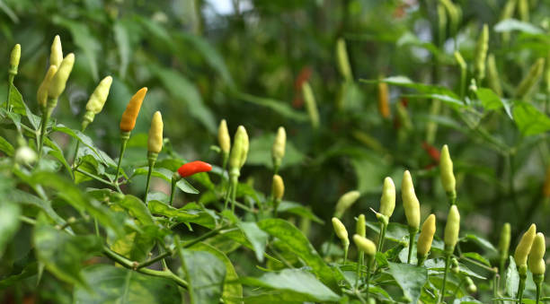 Kanthari chillies to reduce cholesterol; How to use?