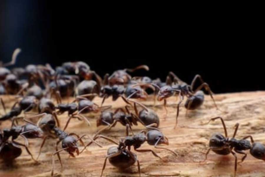 Studies say that ants can be used as an alternative to pesticides in agriculture