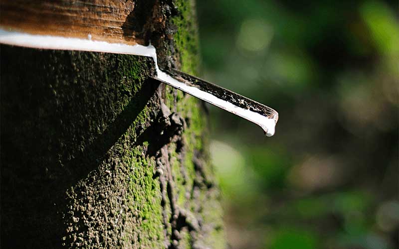 How to mark rubber trees for Tapping