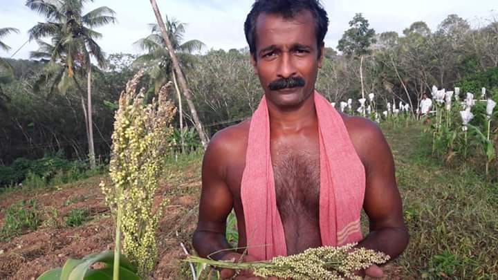 bajra cultivation