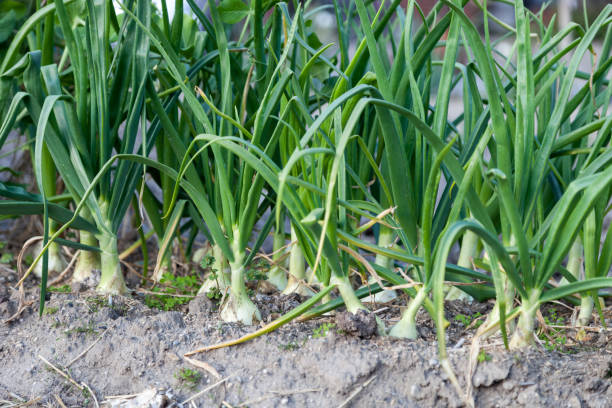 Garlic farming methods at  home only