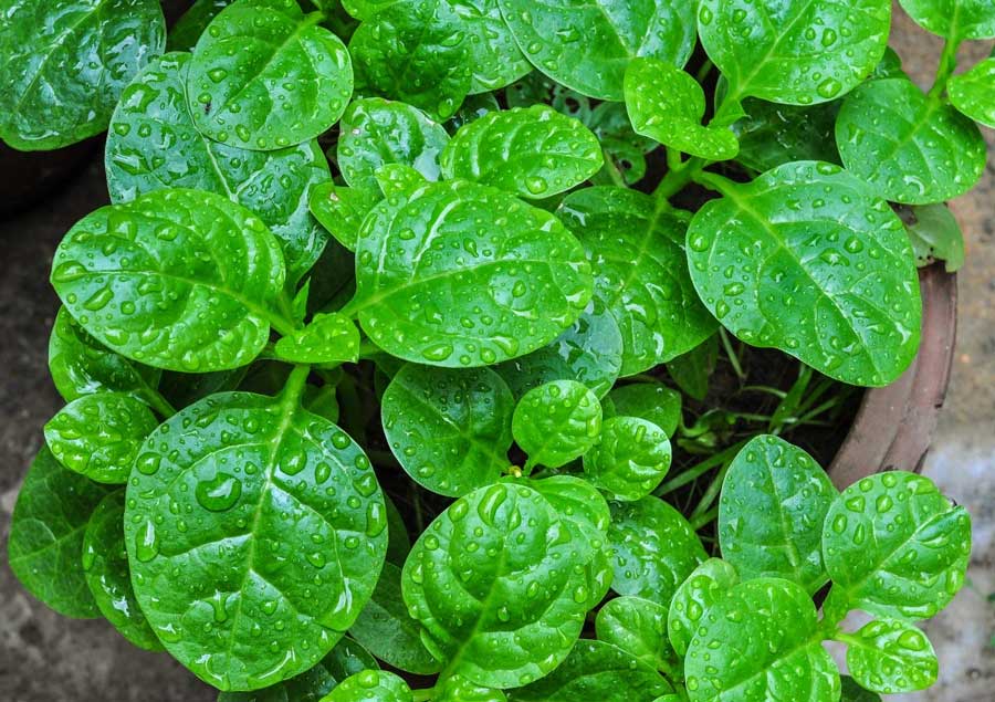 Malabar spinach