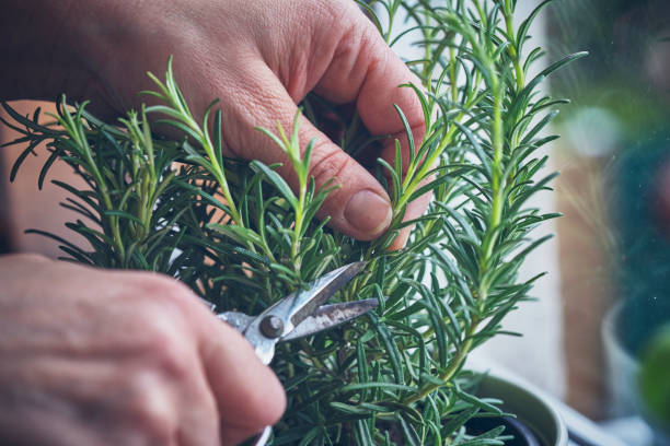 One Solution to many problems; Rosemary