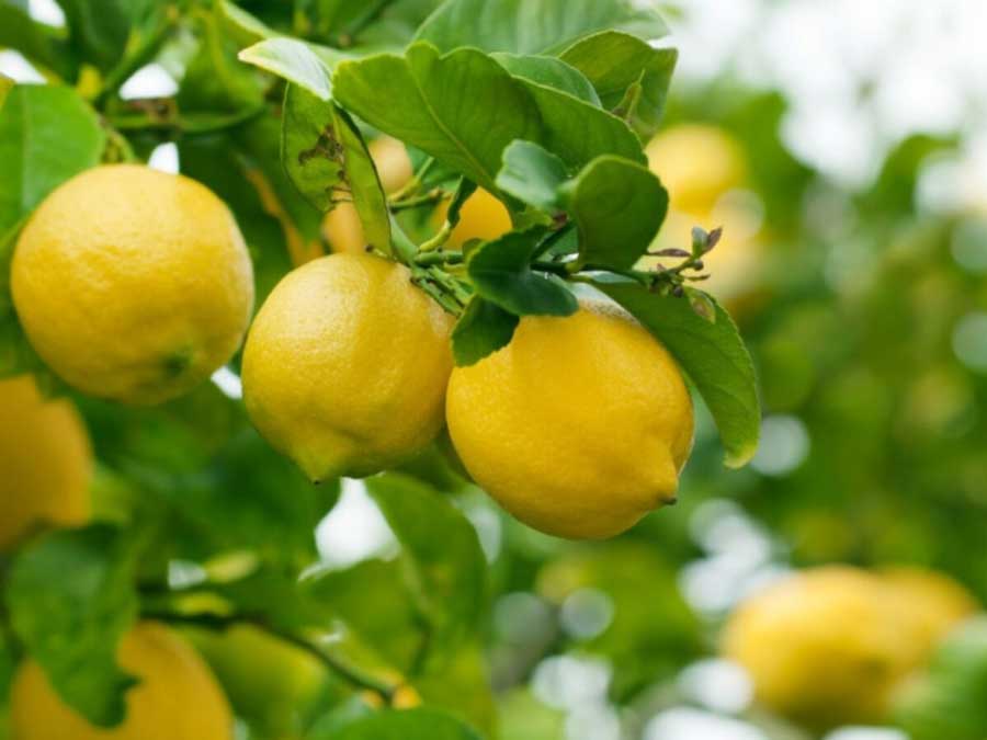 Cultivation of Lemon