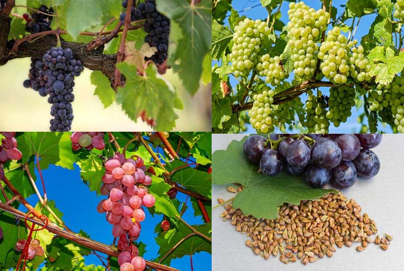Different varieties of grapes and their properties