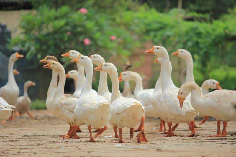 Duck farming