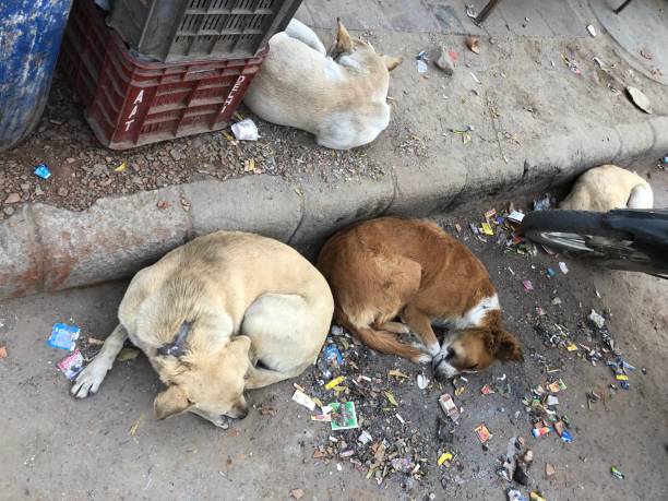 തെരുവുനായ ആക്രമണം; അറവ് മാലിന്യസംസ്‌കരണം കാര്യക്ഷമമാക്കാൻ നടപടികള്‍