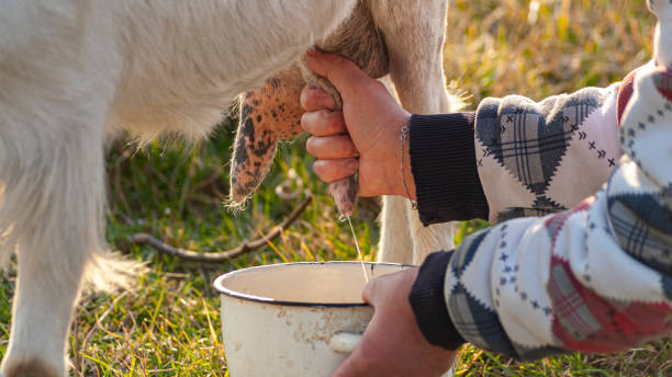 The health benefits of Goat Milk