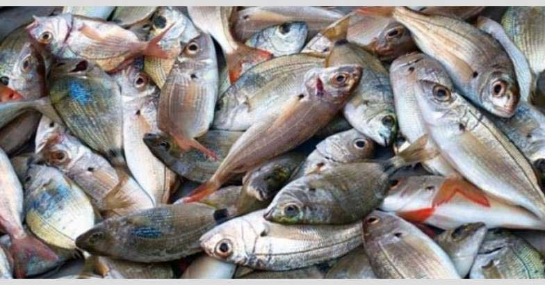You can Inform the Fisheries Call Centre, if you have any complaint about fish sales