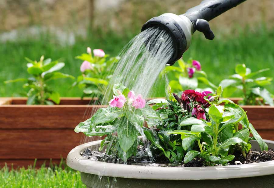 These benefits can be obtained if we water the plants in the morning and evening