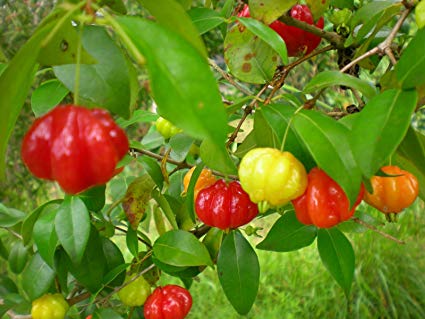 suriname berries