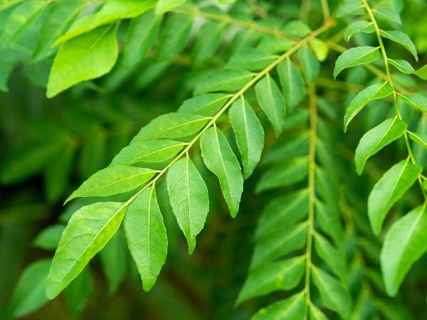 Try these tips to keep curry leaves intact for longer