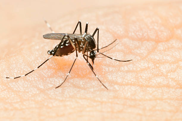 Prevention is important for dengue…