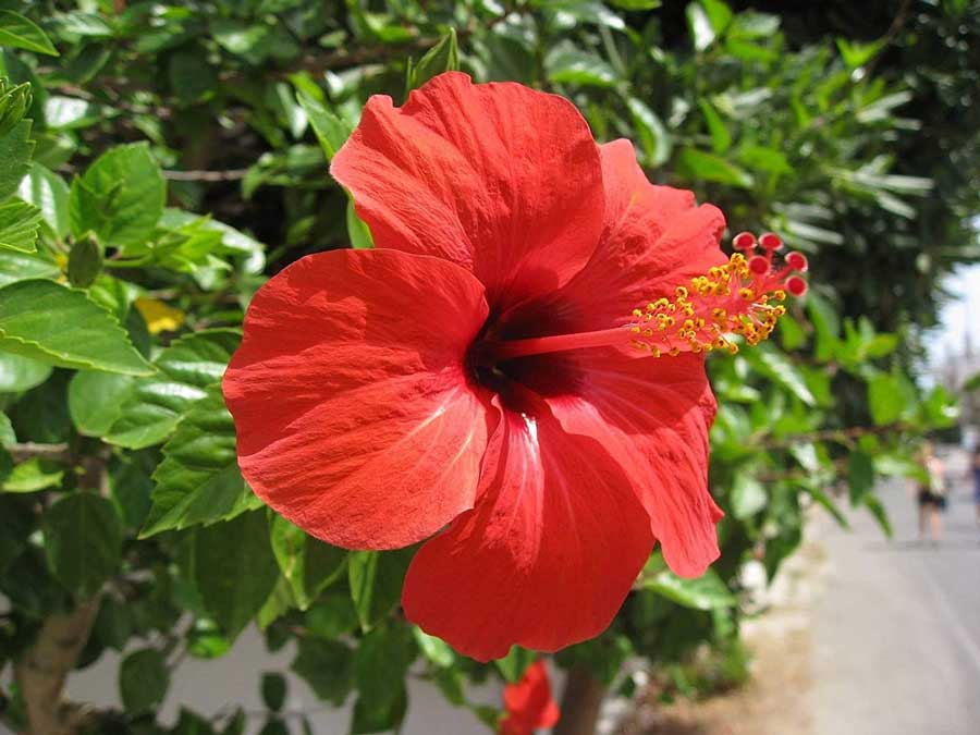 Causes and remedies for black spots on Hibiscus leaves
