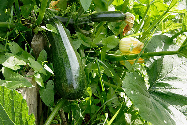 Zucchini will help to reduce blood sugar level