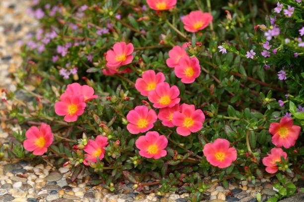 How you can grow moss roses in home