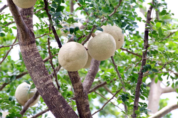 Do you know the health benefits of the not so familiar fruit 'wood apple'?