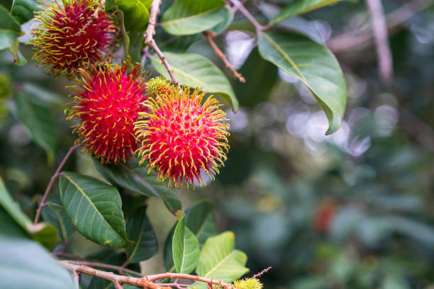 Rambutan can be consumed to reduce body weight