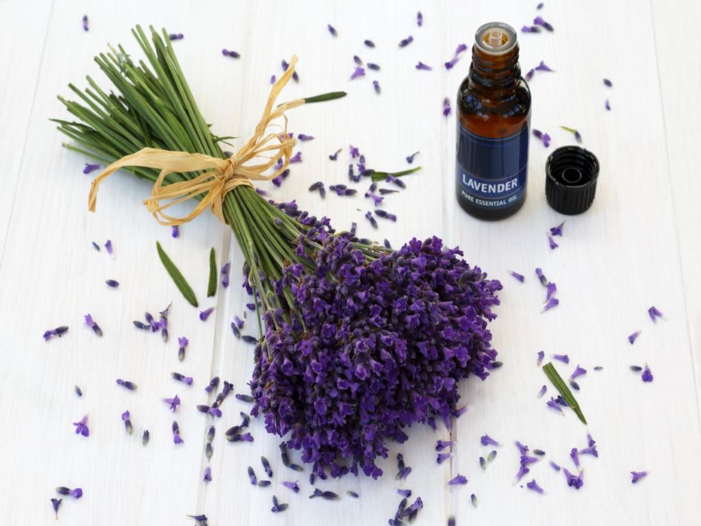 Lavender essential oil is one of the most popular and versatile essential oils used in aromatherapy.