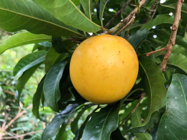 Do you know the health benefits of abiu fruit?