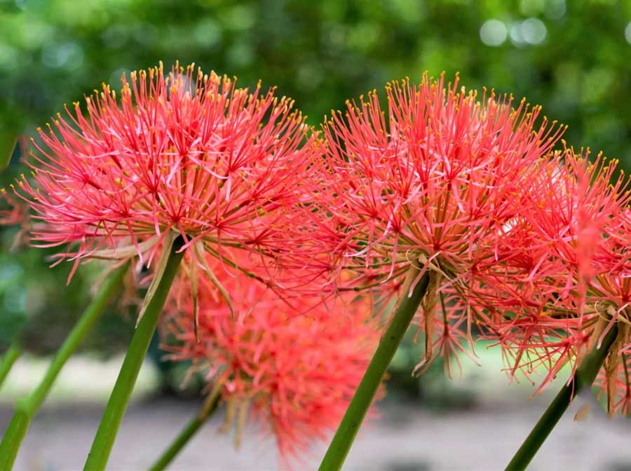 How to grow blood lily plant in the garden?