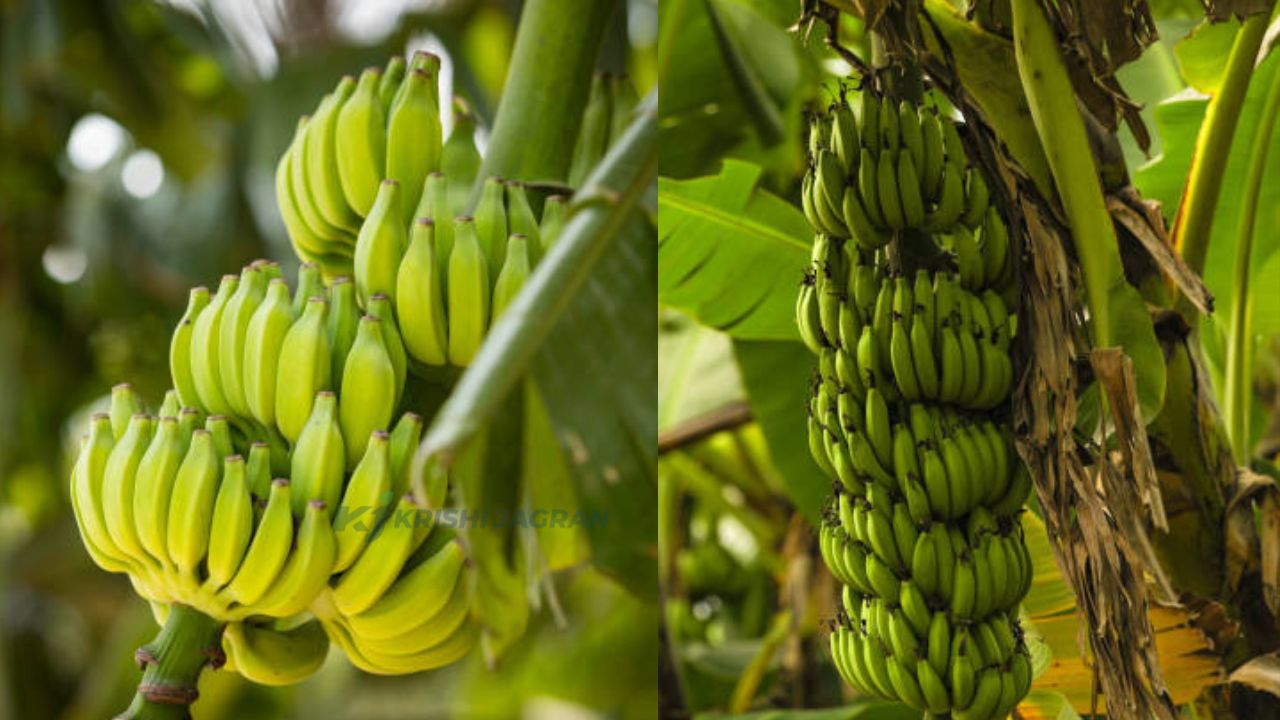 Banana farming: മൂല്യവർധിത ഉൽപന്നങ്ങളിലൂടെ ലാഭം കൊയ്യാം, വാഴകൃഷി ബെസ്റ്റാണ്!