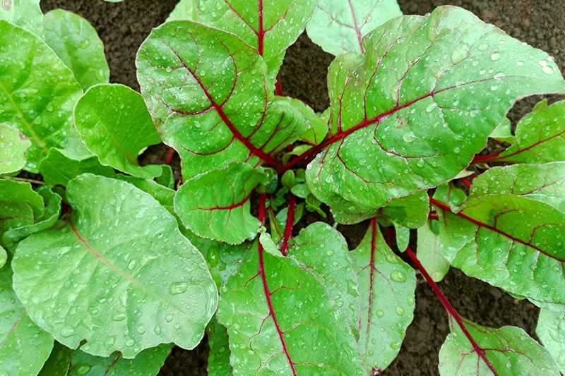 How to harvest nutritious beet leaves?