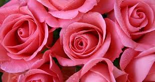 rose flower2
