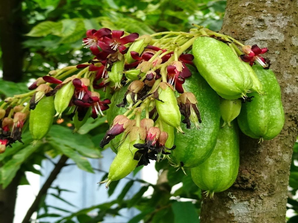 Irumban puli (averrhoa bilimbi) is a fruit which has a sour taste.