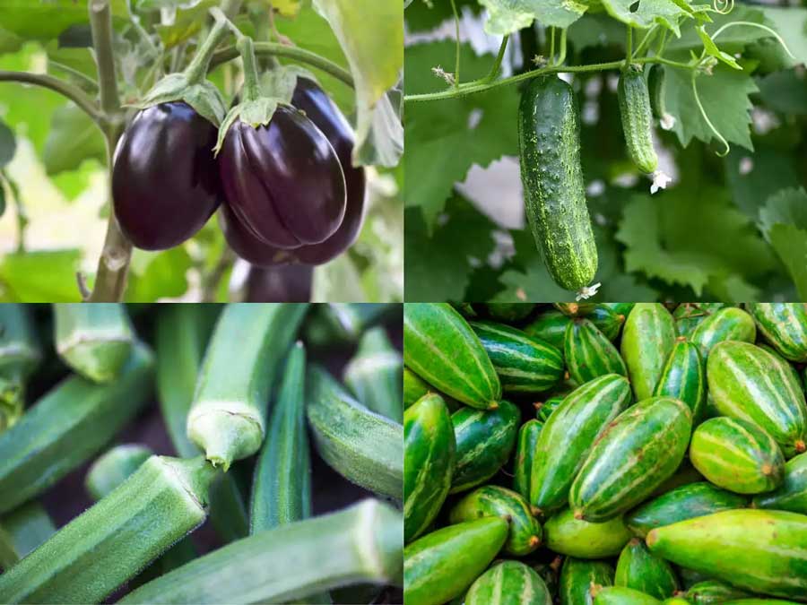 Market news October 24, 2022 – Small Onion, Brinjal , Beans and Bitter gourd prices are increased