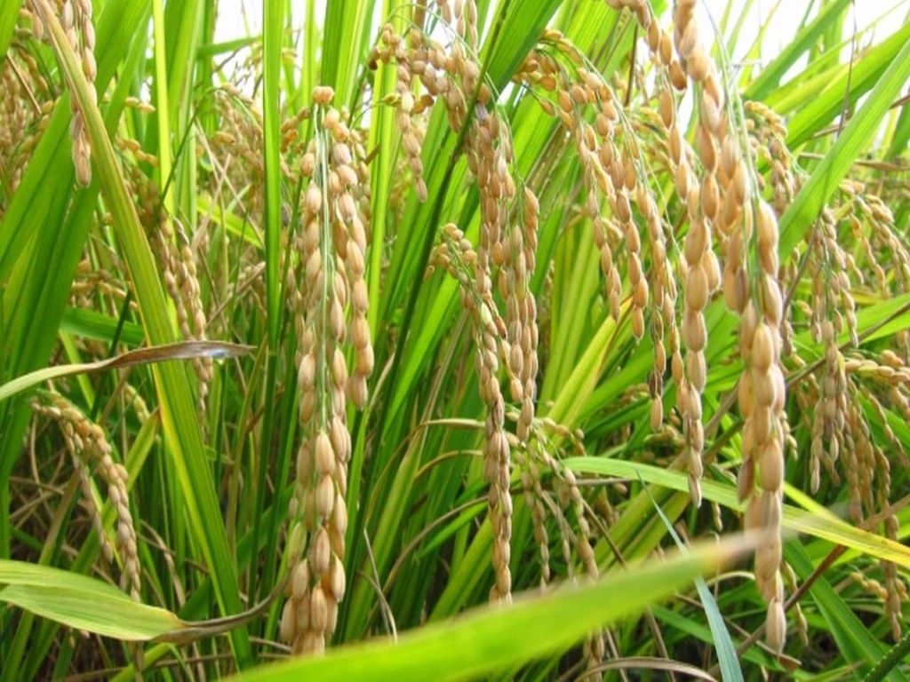 About 110 lakh metric tonnes (MT) of paddy is estimated to be procured at the minimum support price (MSP) in the ongoing kharif marketing season from farmers in Chhattisgarh