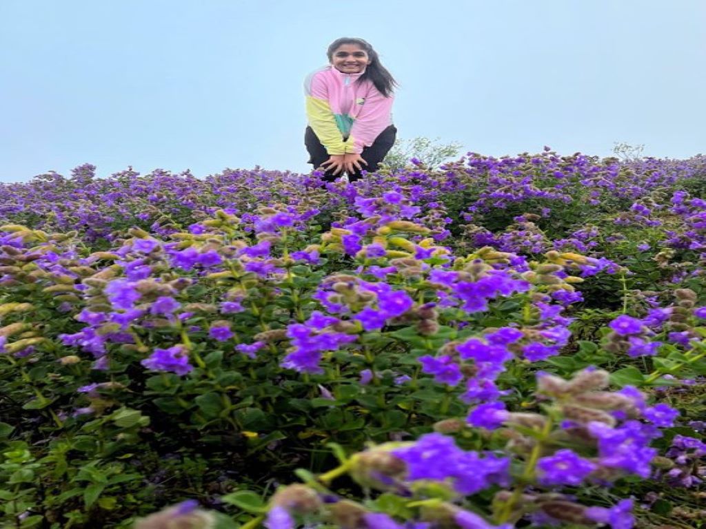 Neelakurinji Bloom, tourist needs to obey some rules while visiting the place